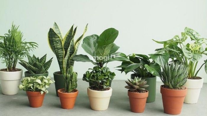 Một số điều cần lưu ý khi lựa chọn cây phong thủy cho người mệnh Thổ