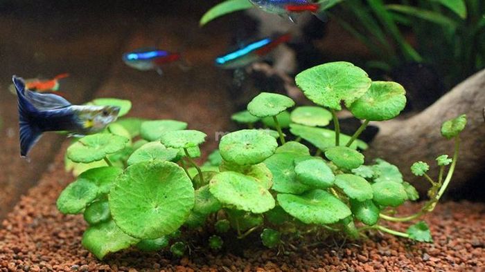 Cây cỏ đồng tiền