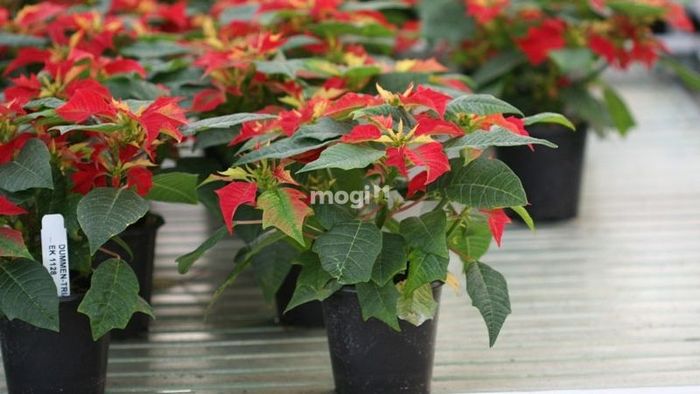 Cây Trạng Nguyên là sự lựa chọn hàng đầu để mang lại may mắn và thịnh vượng cho gia chủ