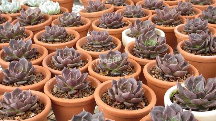 Sen đá nâu với gam màu tím và trầm ấm mang lại sức hút lạ kỳ