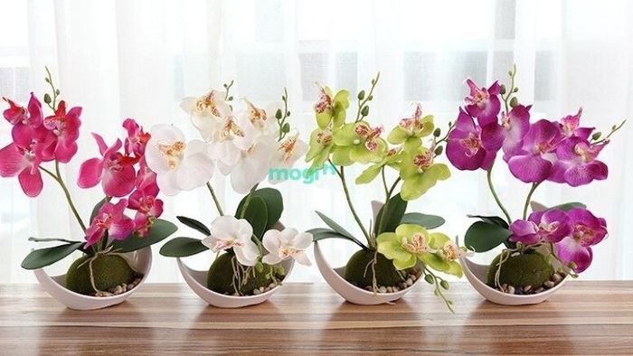 Cây Lan Hồ Điệp với màu sắc phong phú cho người mệnh Thổ