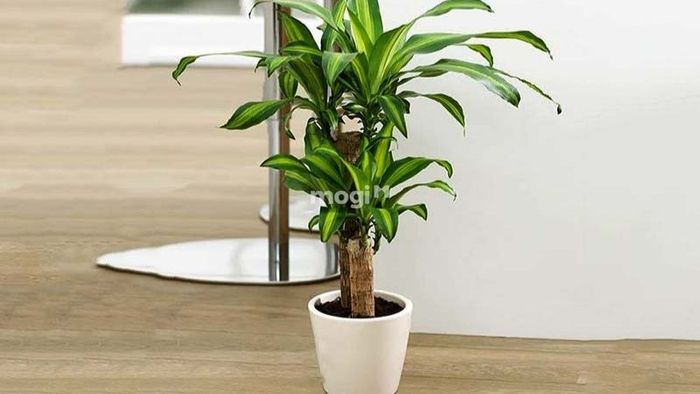 Cây Thiết Mộc Lan Kiểng là sự lựa chọn hoàn hảo cho người mệnh Mộc và mệnh Thổ
