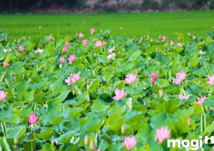 Những khu rừng tràm xanh bạt ngàn, dòng kênh trong vắt, và những cánh đồng lúa mênh mông tạo nên bức tranh thiên nhiên thanh bình.