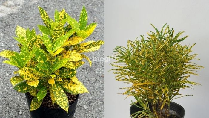 Cây Cô Tòng Lá Đốm mang lại may mắn và có ý nghĩa phong thủy rất tốt