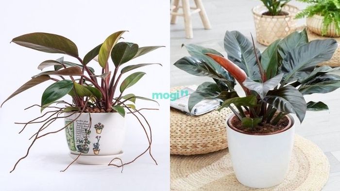 Trầu Bà Đế Vương Đỏ – cây mang lại tài lộc và may mắn