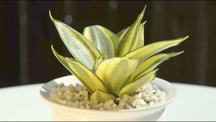 Cây Lưỡi Hổ Viền Vàng là lựa chọn lý tưởng cho người mệnh Thổ