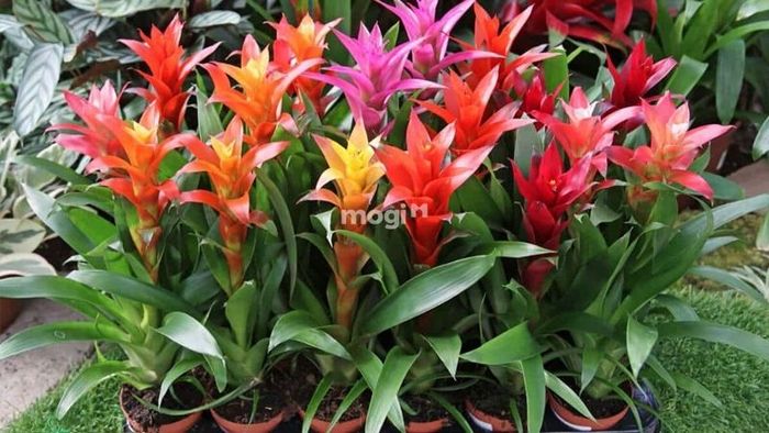 Phong Lộc Hoa là loài cây cảnh độc đáo thuộc họ dứa, mang lại may mắn và tài lộc