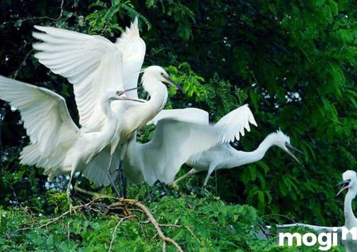 Khu du lịch sinh thái Gáo Giồng là một trong những nơi thu hút đàn cò đến sinh sống và sinh sản.