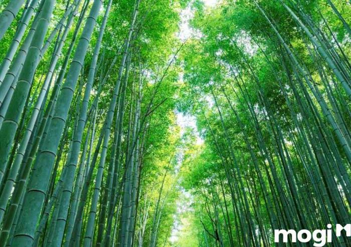 Giá Vé Khu Du Lịch Gáo Giồng Có Thể Thay Đổi Tùy Thời Gian