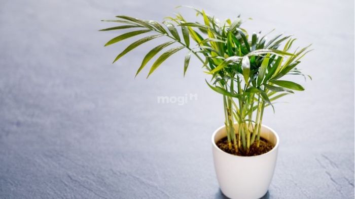 Cây Cau Tiểu Trâm