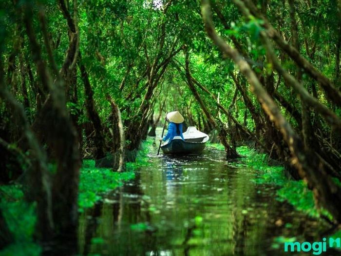 Mùa nước nổi ở rừng tràm