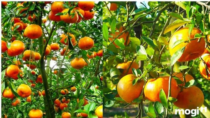 vườn quýt hồng Lai Vung