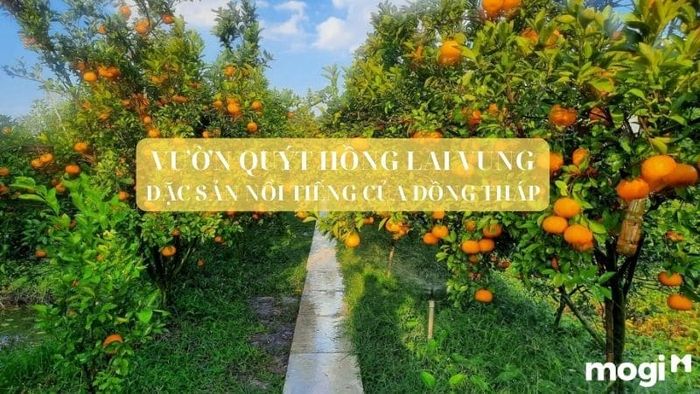 vườn quýt hồng Lai Vung