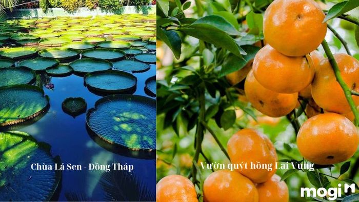 vườn quýt hồng Lai Vung
