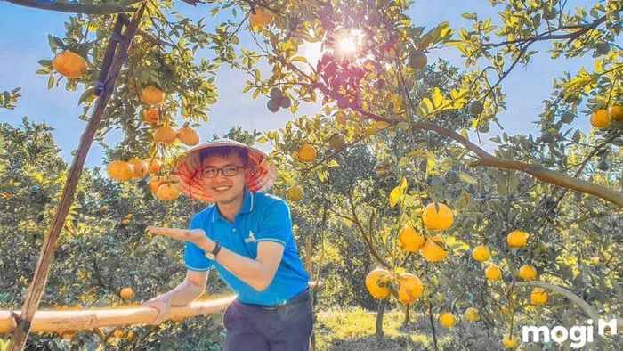 vườn quýt hồng Lai Vung