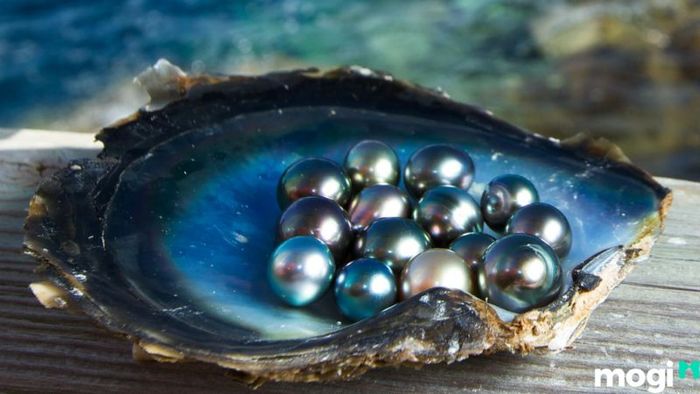 Khu nuôi cấy ngọc trai