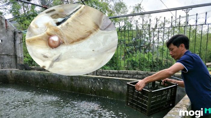 Khu nuôi cấy ngọc trai