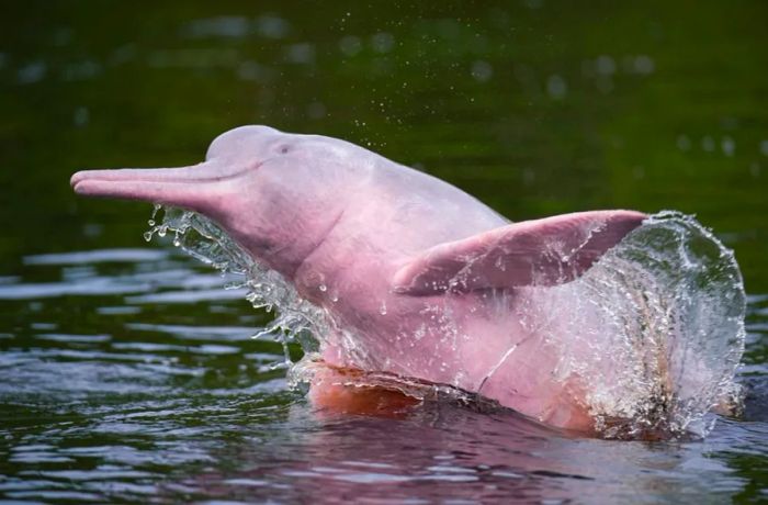 Tourists visit the area in hopes of spotting the rare pink dolphins, like the one seen in the Amazon River in neighboring Brazil.