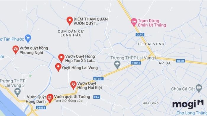 vườn quýt hồng Lai Vung