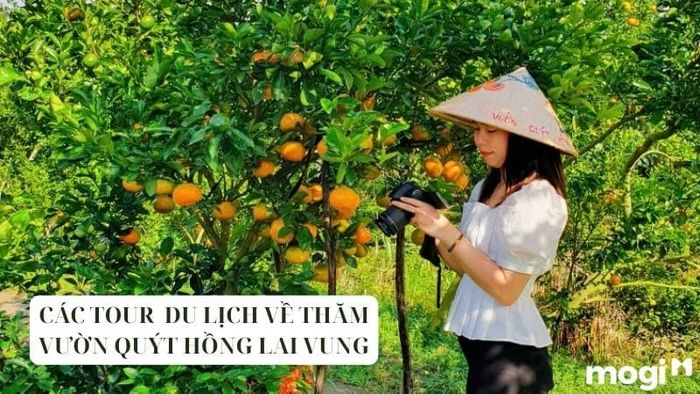 Vườn quýt Hồng Lai Vung