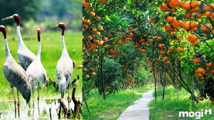 vườn quýt hồng Lai Vung