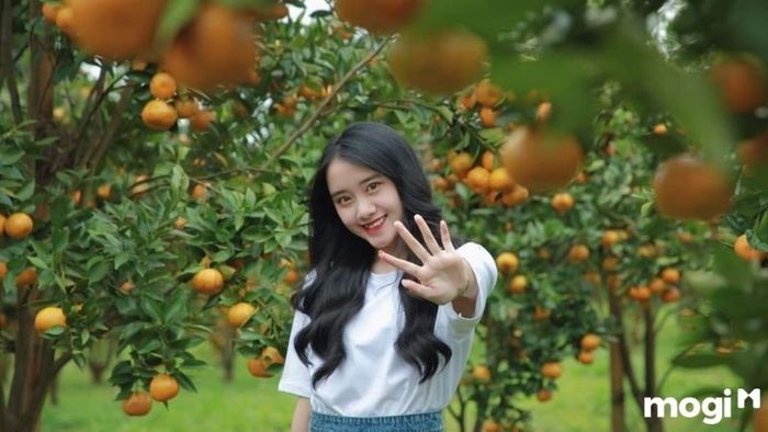 vườn quýt hồng Lai Vung