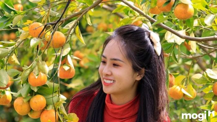 vườn quýt hồng Lai Vung