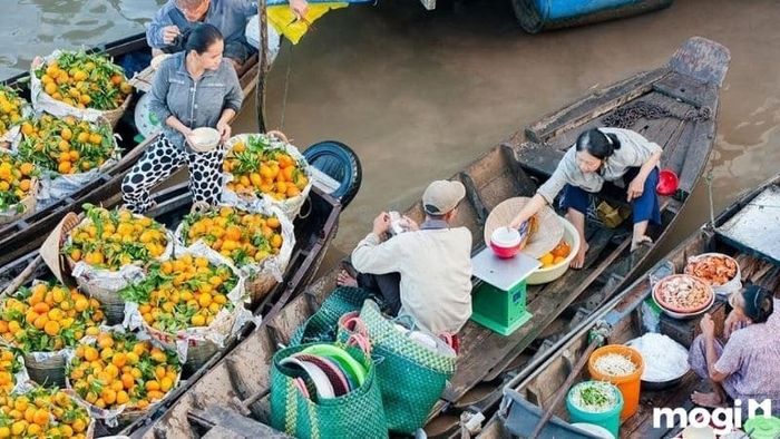 vườn quýt hồng Lai Vung