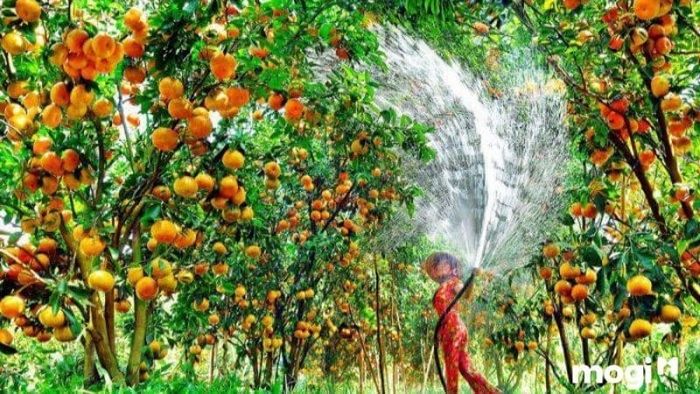 vườn quýt hồng Lai Vung