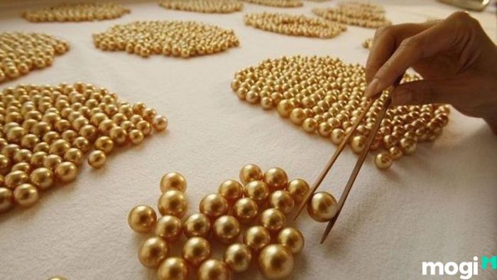 khu nuôi cấy ngọc trai