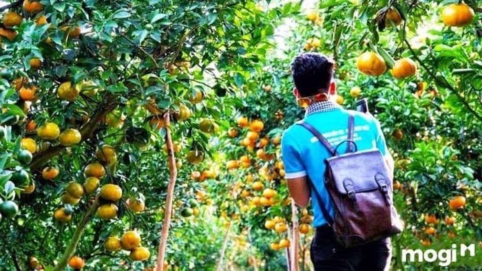vườn quýt hồng Lai Vung
