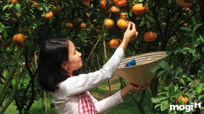 vườn quýt hồng Lai Vung