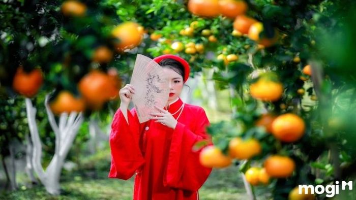 vườn quýt hồng Lai Vung