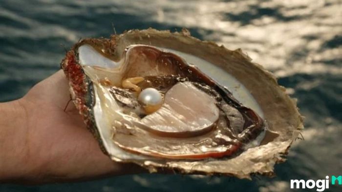 Khu nuôi cấy ngọc trai