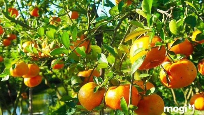 vườn quýt hồng Lai Vung