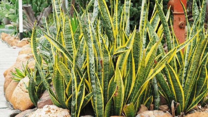 Cây lưỡi hổ là một trong những loại cây trồng phổ biến trong nhà bếp.