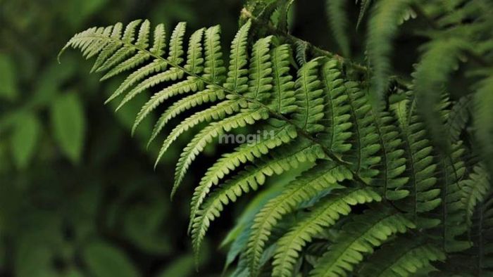 Cây dương xỉ có lá kép lớn, mỗi lá chia thành nhiều phần nhỏ, tạo thành dạng giống như lông chim.