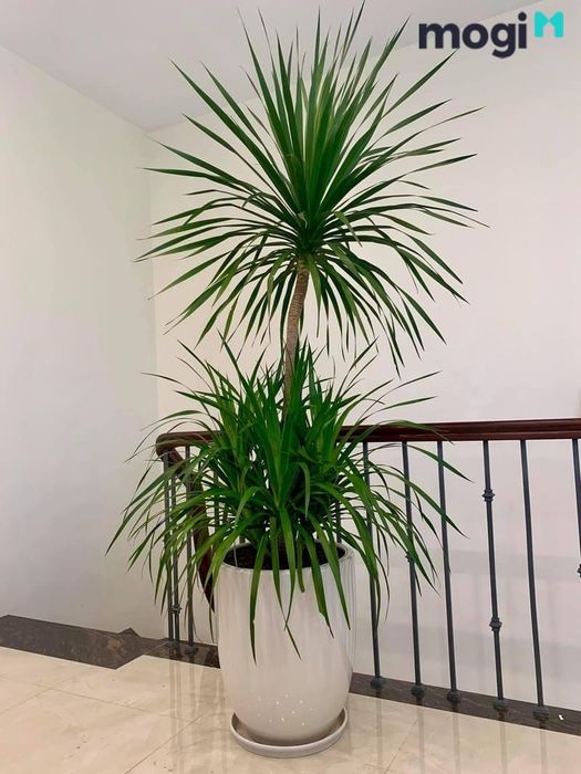 Cây phát tài núi
