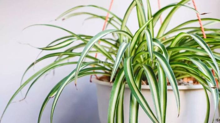 Cây dây nhện là một trong những loại cây trồng phổ biến trong nhà bếp.