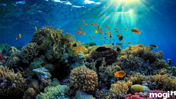 Bãi biển Tiên Sa