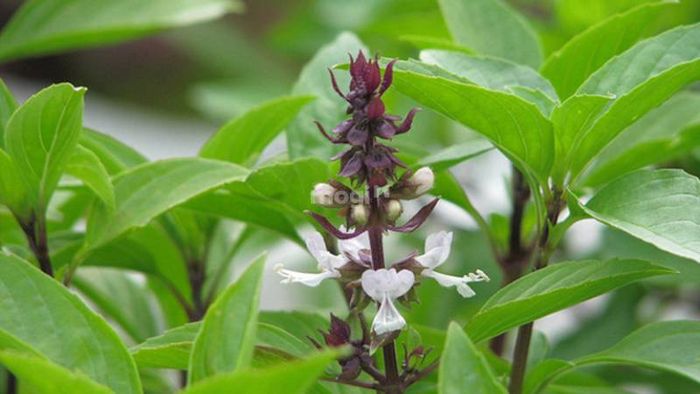 Cây húng quế thuộc loại cây thân thảo, dễ trồng và phát triển mạnh mẽ.