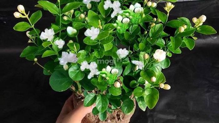 Hoa nhài là loại cây trồng phổ biến trong bếp, mang lại không chỉ vẻ đẹp mà còn hương thơm dễ chịu cho không gian.