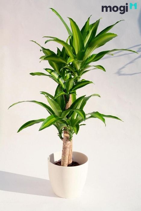 Cây thiết mộc lan