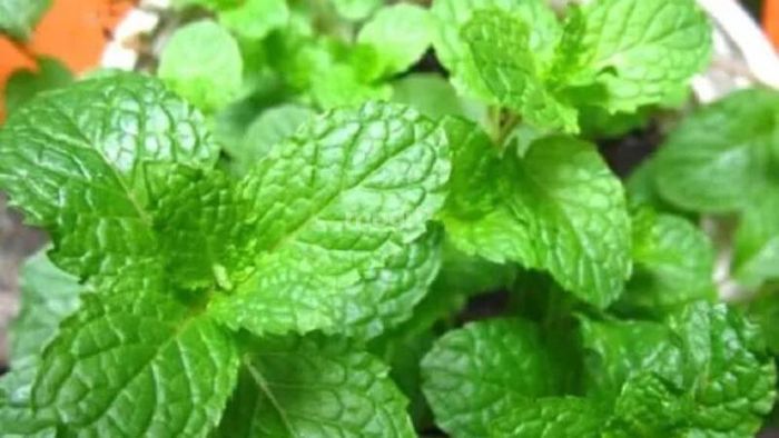Cây bạc hà là loại cây quen thuộc trong nhà bếp và được ưa chuộng vì tác dụng tốt cho sức khỏe và hương vị đặc trưng.