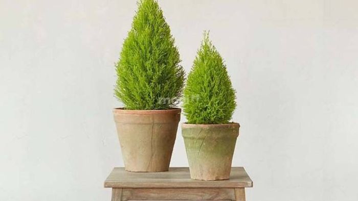 Cây tùng thơm, với mùi hương dễ chịu và khả năng thích nghi tốt, là lựa chọn tuyệt vời cho không gian bếp.