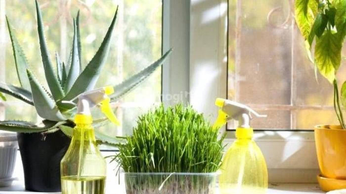 Những điều cần lưu ý khi trồng cây cảnh trong nhà bếp