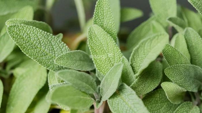 Cây xô thơm là lựa chọn tuyệt vời để hút mùi trong nhà bếp, giúp không gian luôn thoáng đãng và dễ chịu.