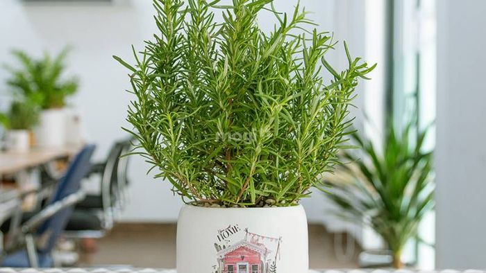 Cây hương thảo là một trong những lựa chọn phổ biến để trồng trong bếp nhờ vào hương thơm đặc trưng và tác dụng tốt cho sức khỏe.