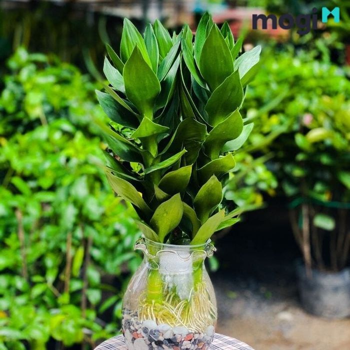 Cây phát tài búp sen