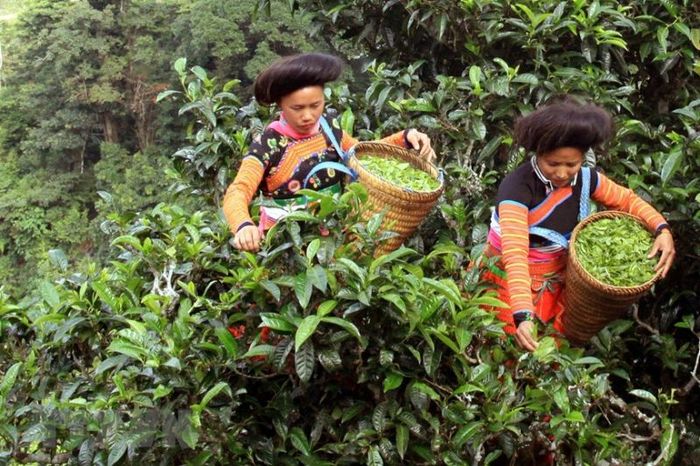 Khám phá hành trình du lịch Mộc Châu - Tà Xùa trong 3 ngày 2 đêm